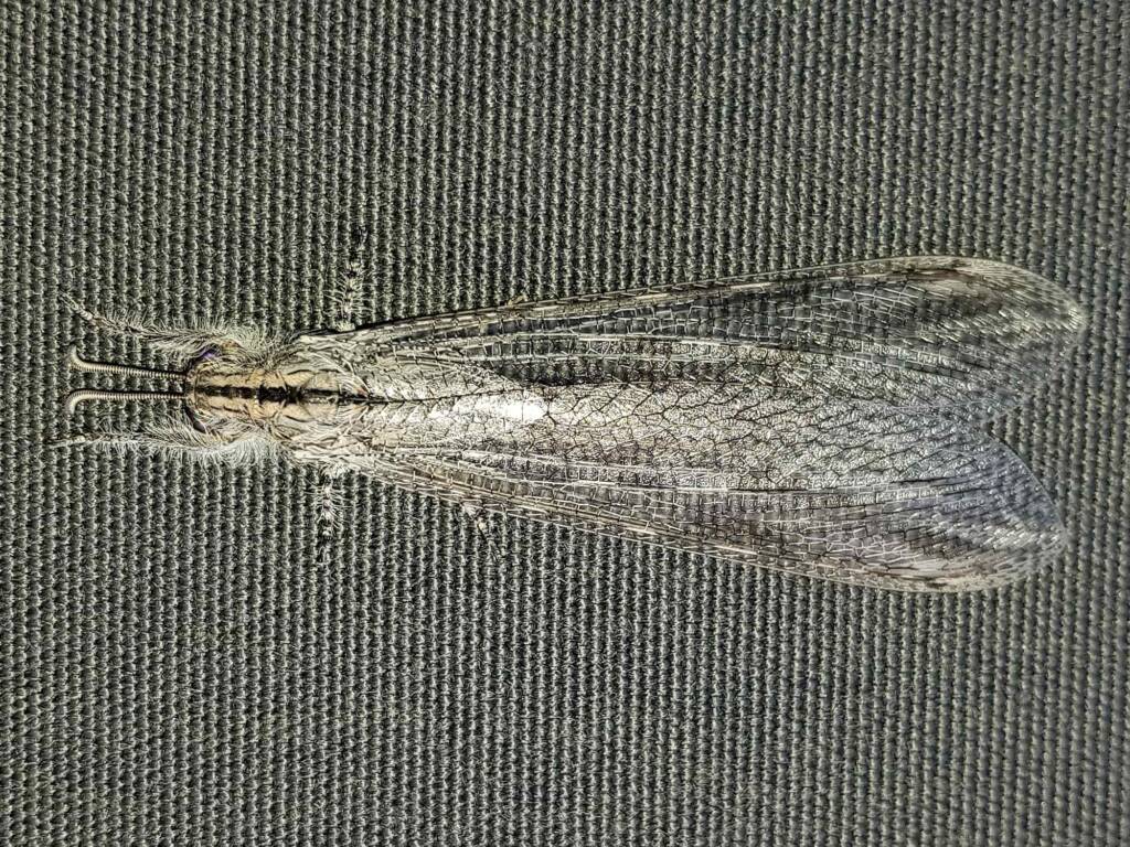 Hairy Antlion (Heoclisis fundata, family Myrmeleontidae), Alice Springs NT