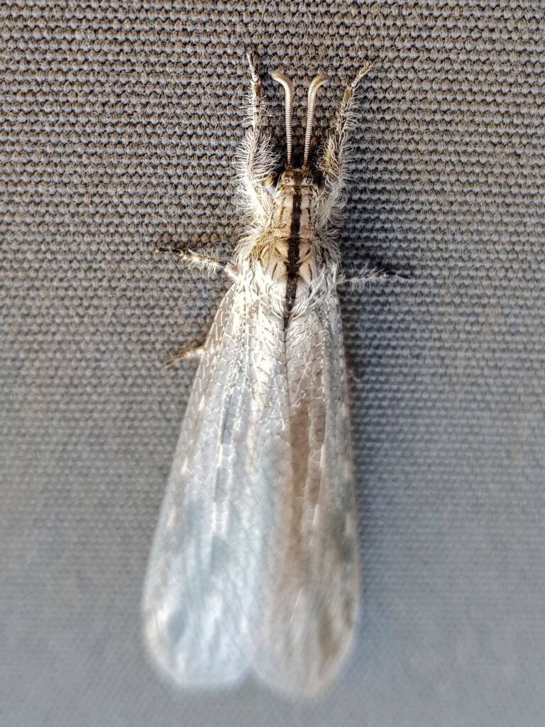 Hairy Antlion (Heoclisis fundata, family Myrmeleontidae), Alice Springs NT