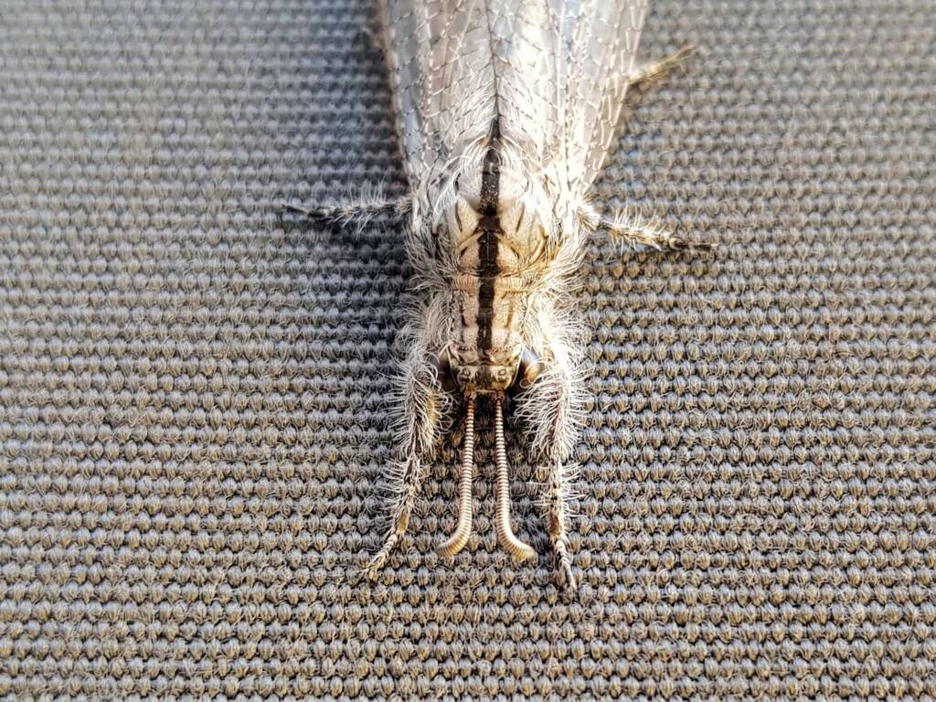 Hairy Antlion (Heoclisis fundata, family Myrmeleontidae), Alice Springs NT