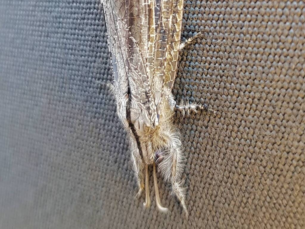 Hairy Antlion (Heoclisis fundata, family Myrmeleontidae), Alice Springs NT
