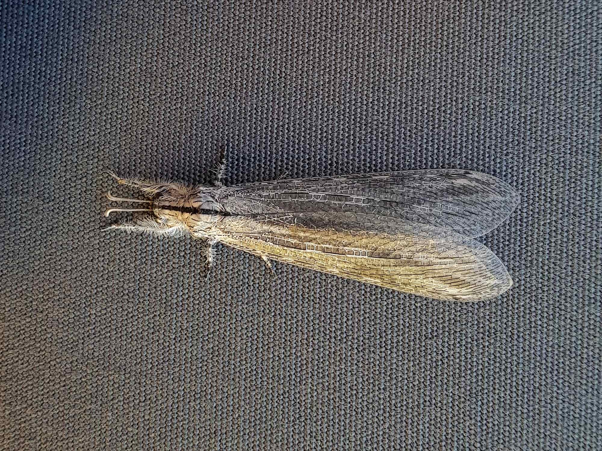 Hairy Antlion (Heoclisis fundata, family Myrmeleontidae), Alice Springs NT