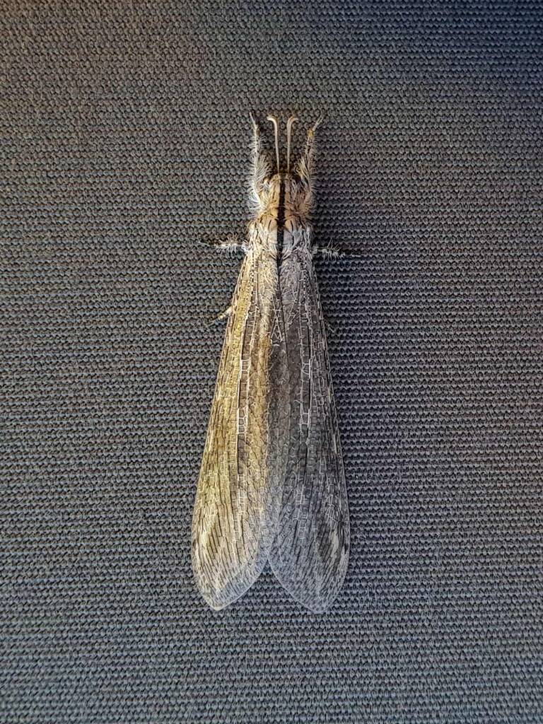 Hairy Antlion (Heoclisis fundata, family Myrmeleontidae), Alice Springs NT