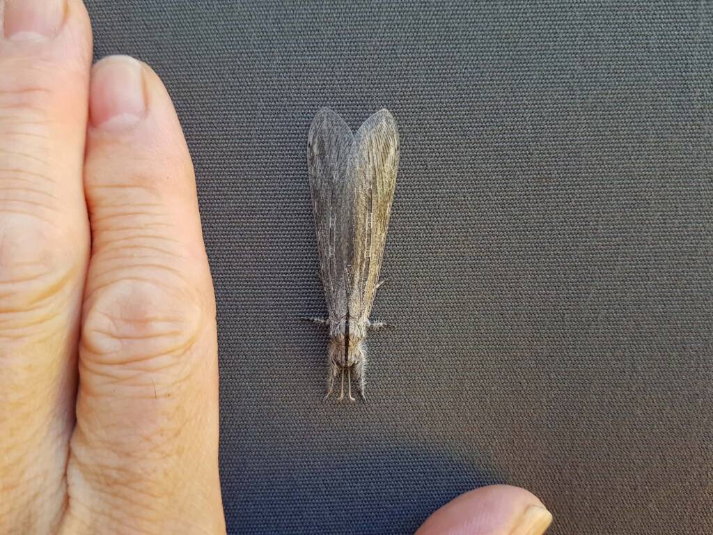 Hairy Antlion (Heoclisis fundata, family Myrmeleontidae), Alice Springs NT