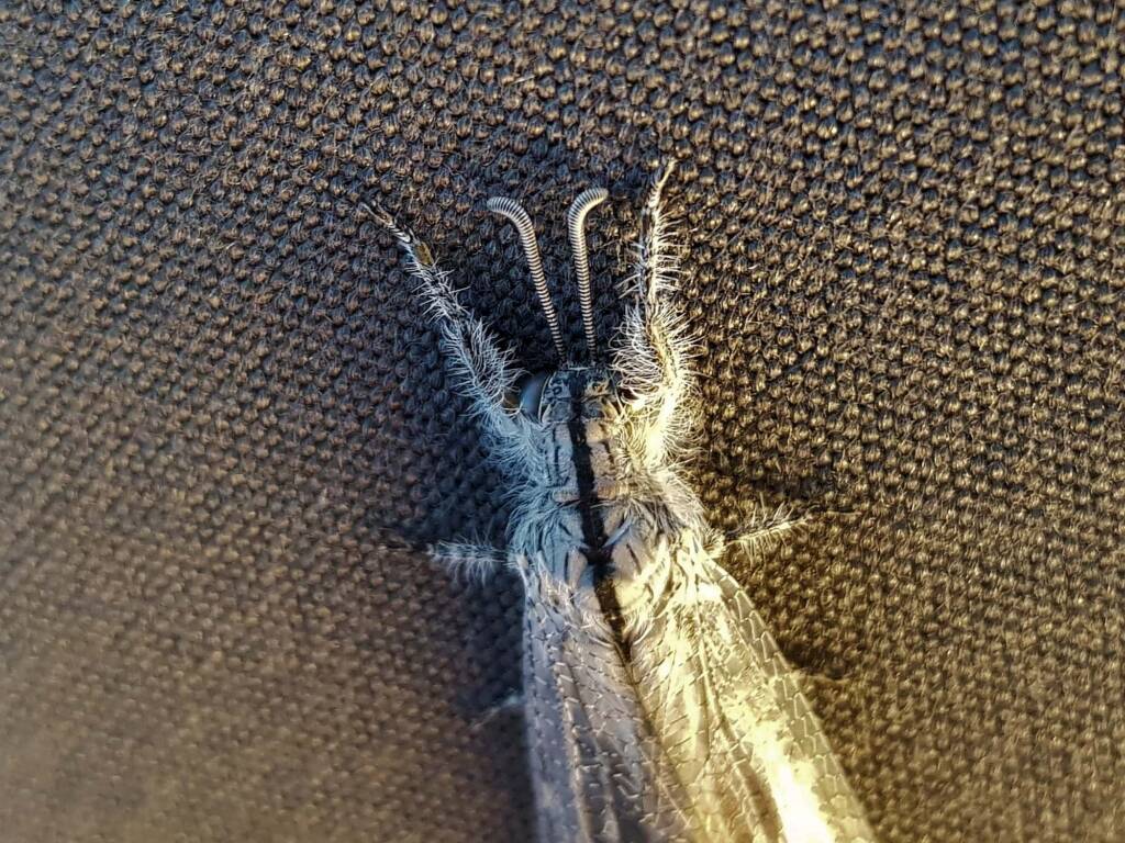 Hairy Antlion (Heoclisis fundata, family Myrmeleontidae), Alice Springs NT