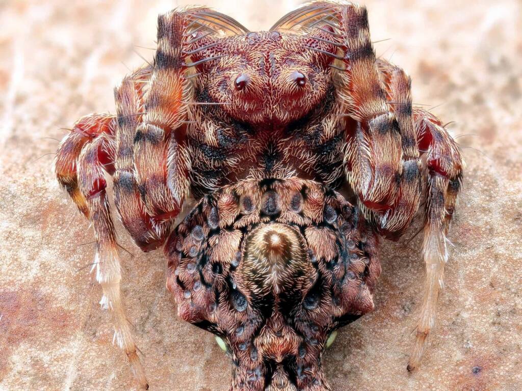 Arkys alticephala, Woy Woy Bay NSW © Michael Doe