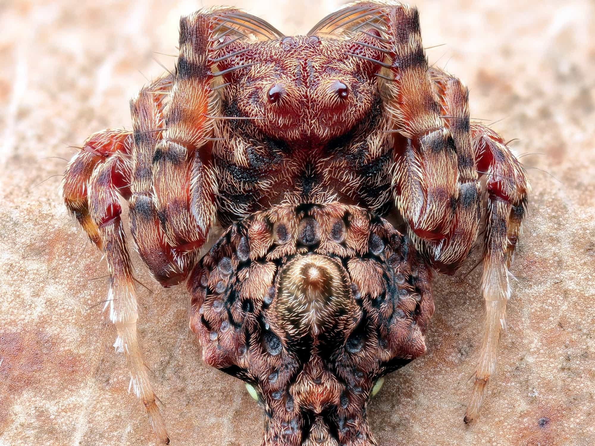 Arkys alticephala, Woy Woy Bay NSW © Michael Doe