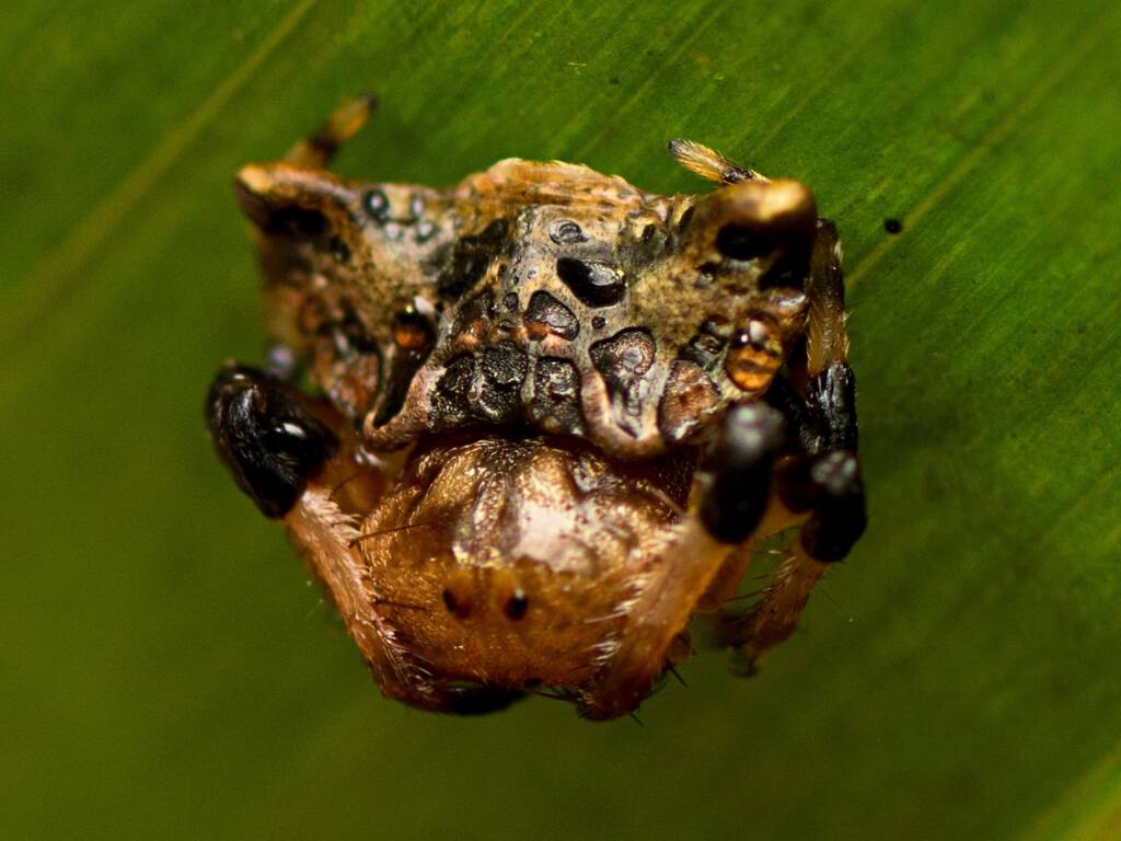 Arkys curtulus, Mount Mee QLD © Tony Eales