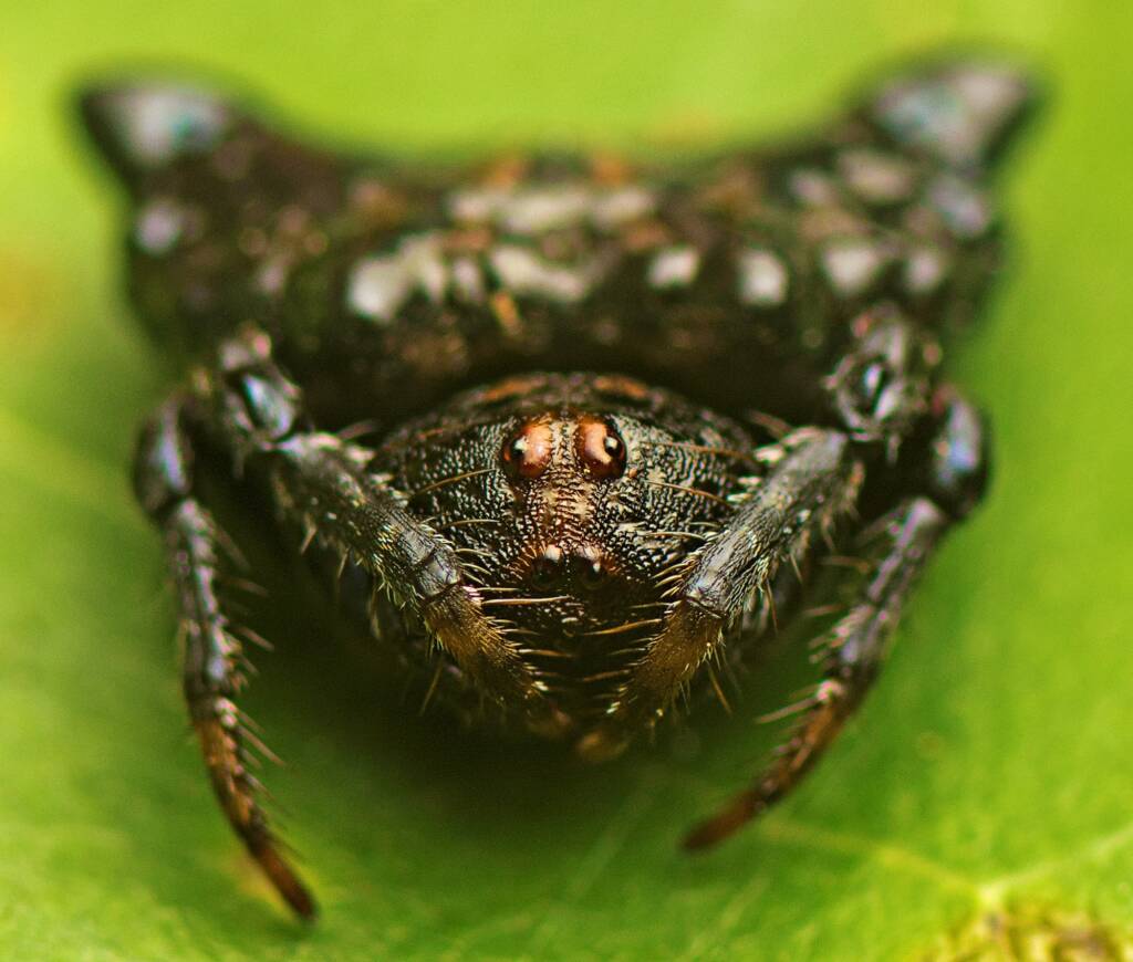 Arkys curtulus, Upper Caboolture QLD © Tony Eales