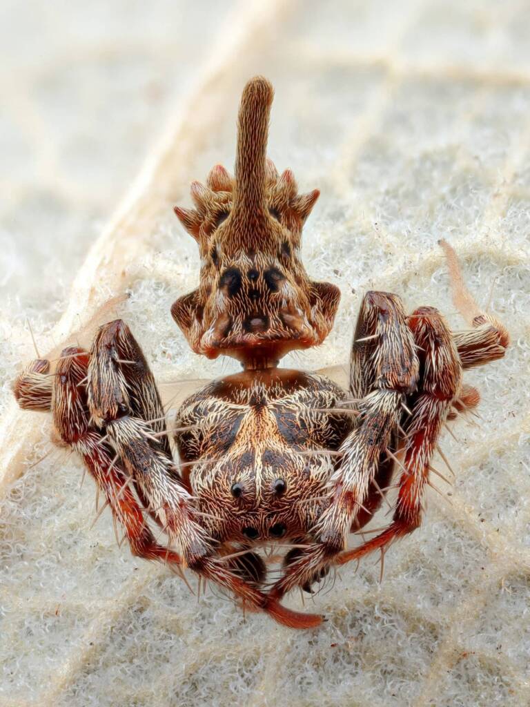 Arkys dilatatus (male), Woy Woy Bay NSW © Michael Doe