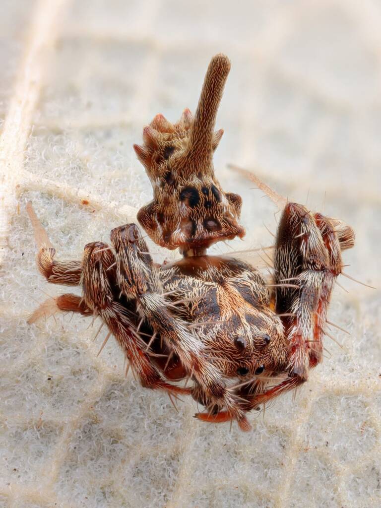 Arkys dilatatus (male), Woy Woy Bay NSW © Michael Doe