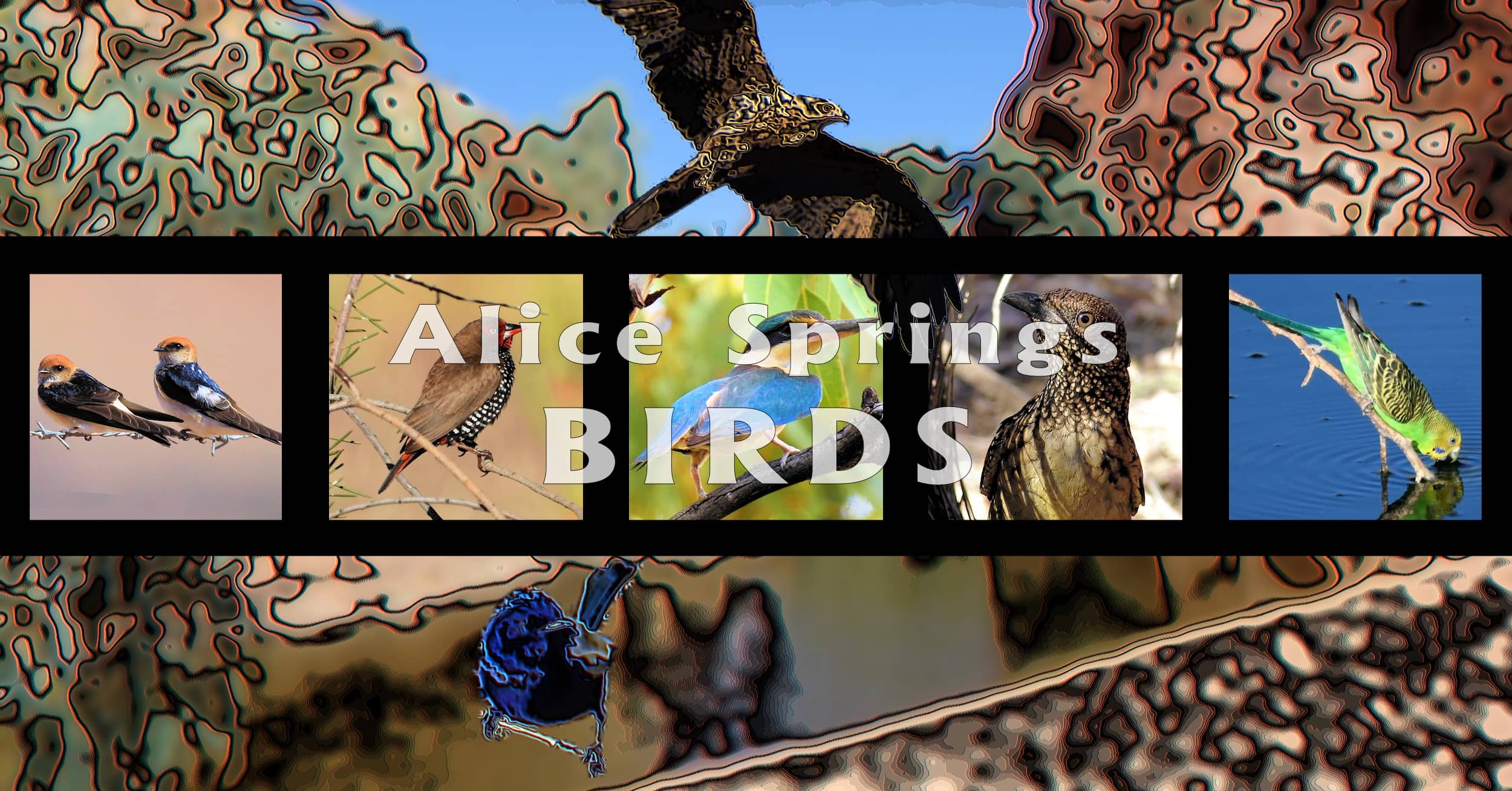Alice Springs Birds - Ausemade filmstrip