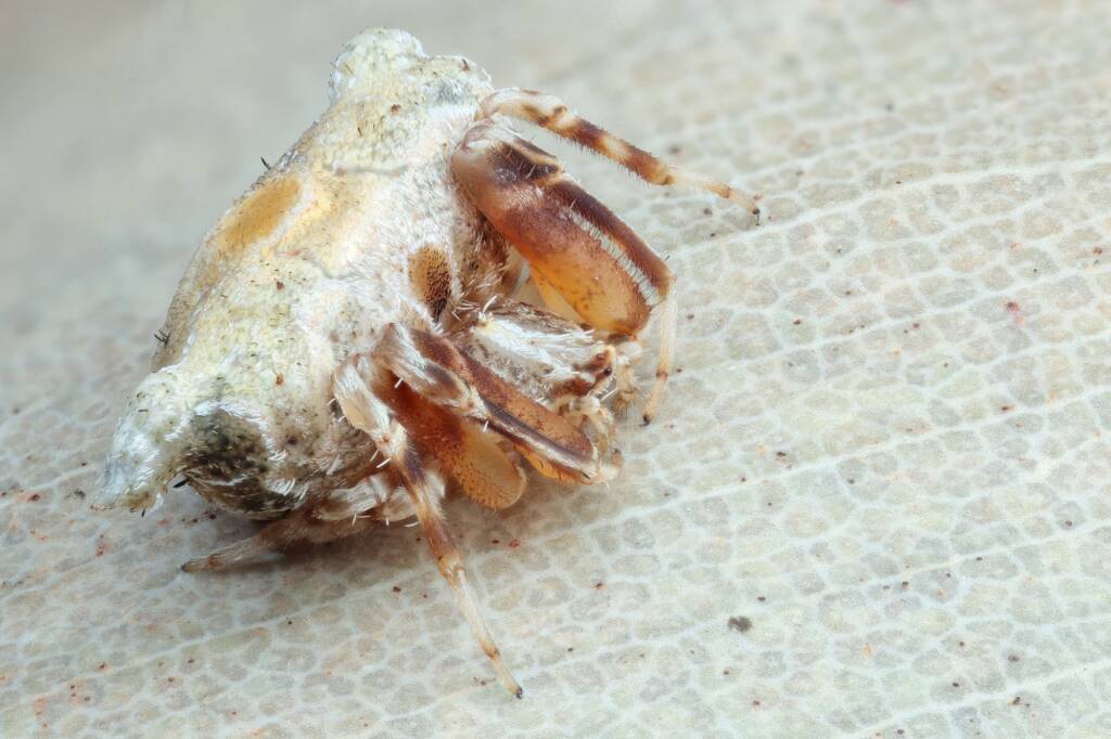 Atkinson's Bird-dropping Spider (Celaenia atkinsoni), Woy Woy Bay NSW © Michael Doe