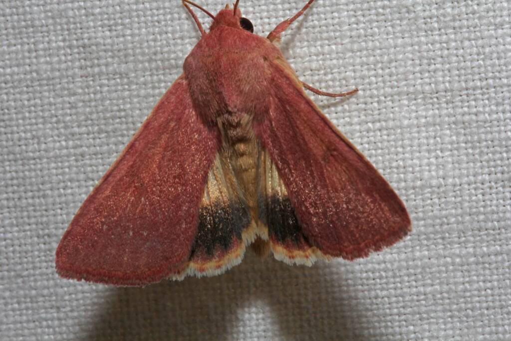 Australothis rubrescens, Ballandean QLD © Marc Newman
