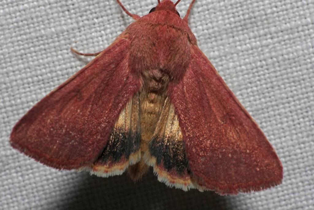 Australothis rubrescens, Ballandean QLD © Marc Newman