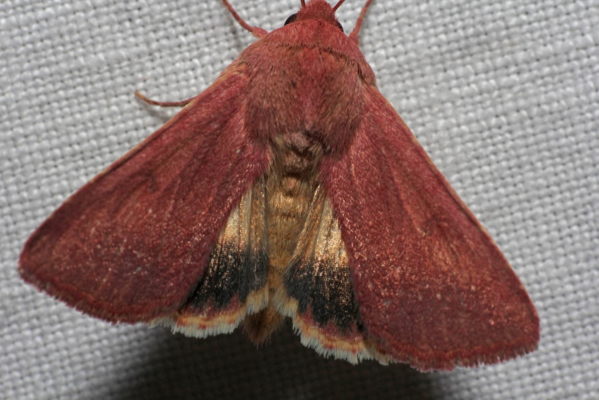 Australothis rubrescens, Ballandean QLD © Marc Newman