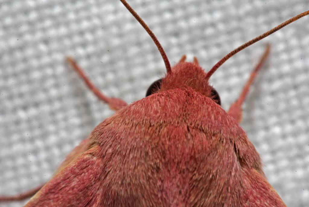 Australothis rubrescens, Ballandean QLD © Marc Newman