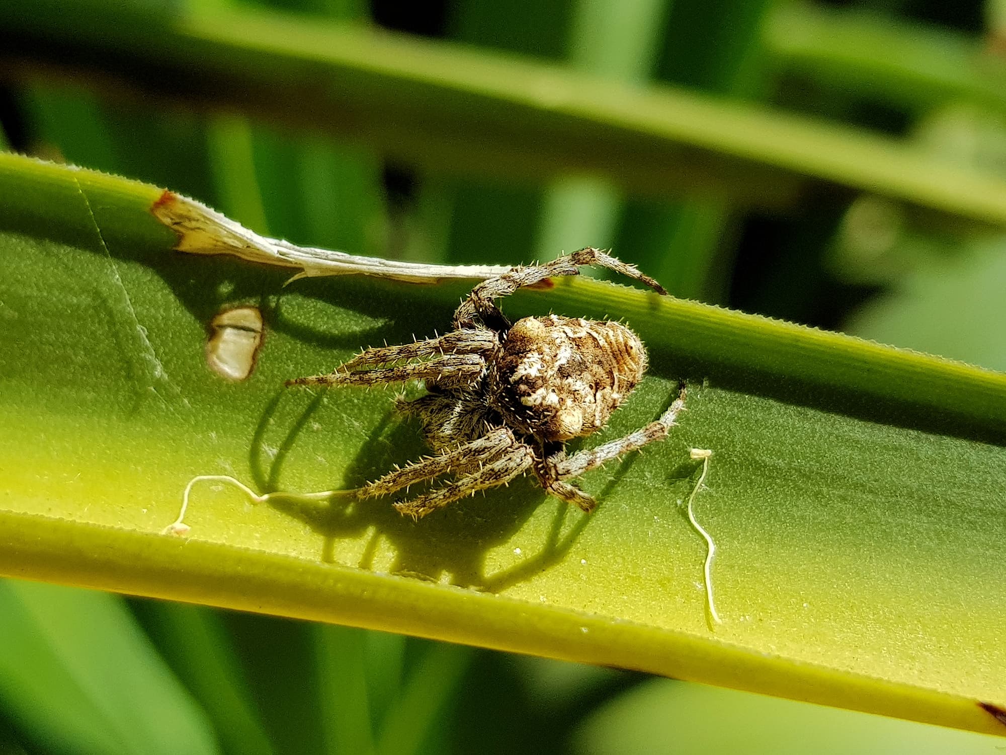 'Backobourkines' or 'Three Pointed Orb Weavers', Alice Springs NT