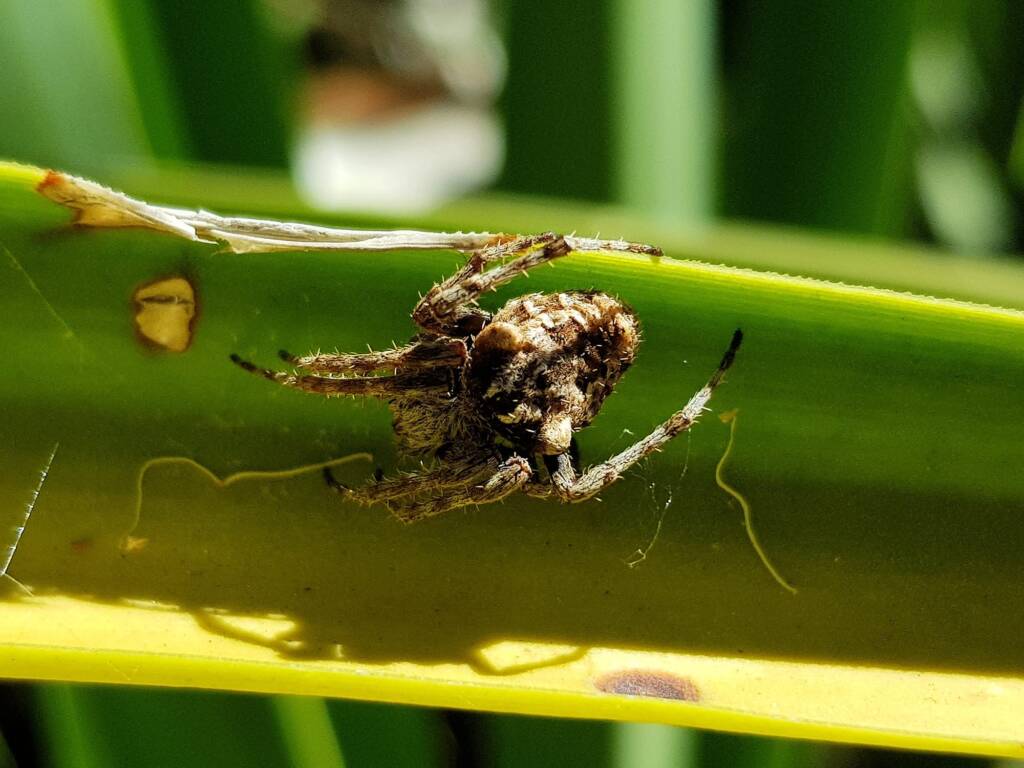 'Backobourkines' or 'Three Pointed Orb Weavers', Alice Springs NT