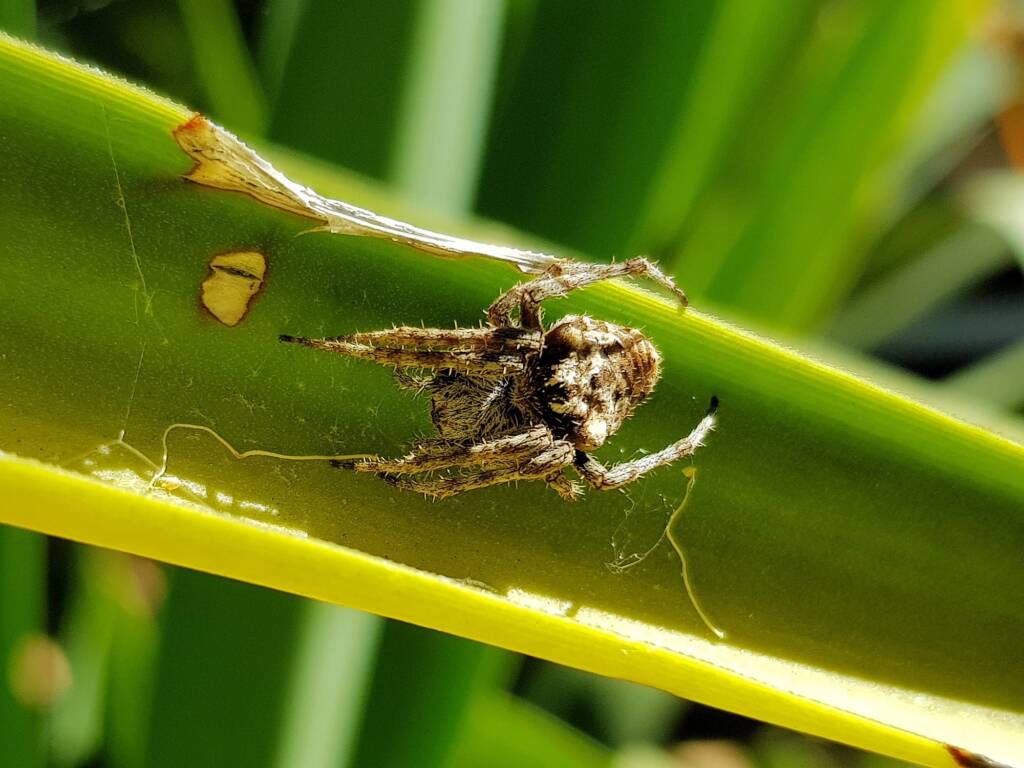 'Backobourkines' or 'Three Pointed Orb Weavers', Alice Springs NT