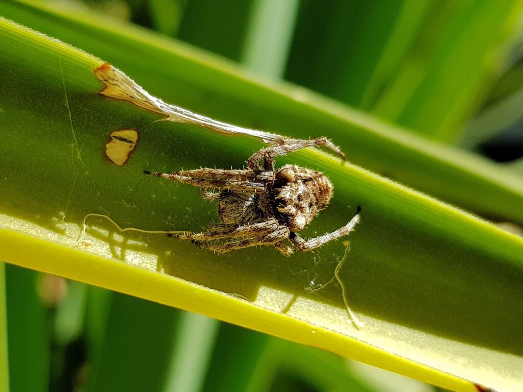 'Backobourkines' or 'Three Pointed Orb Weavers', Alice Springs NT