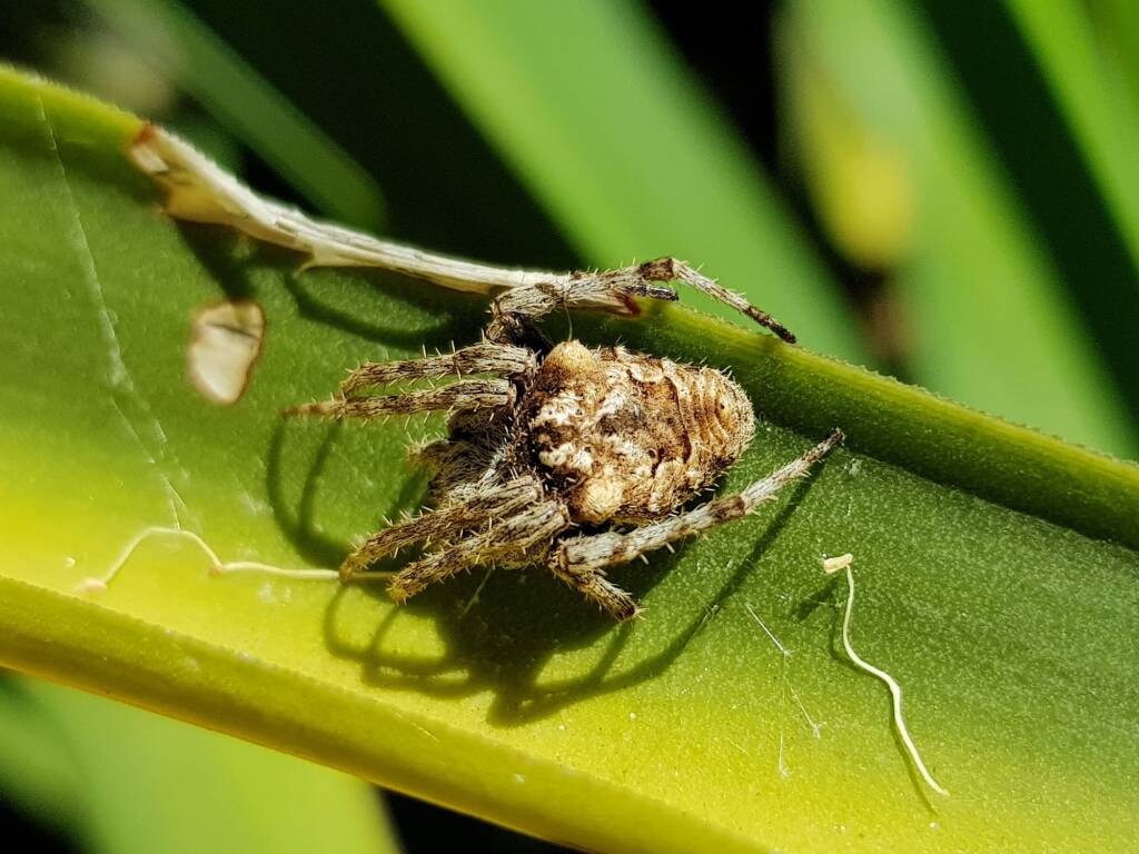 'Backobourkines' or 'Three Pointed Orb Weavers', Alice Springs NT