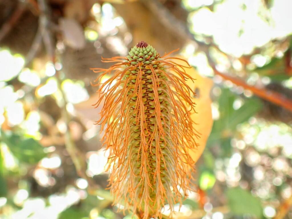 Banksia oreophila (Mountain Banksia), Stirling Range National Park WA © Terry Dunham