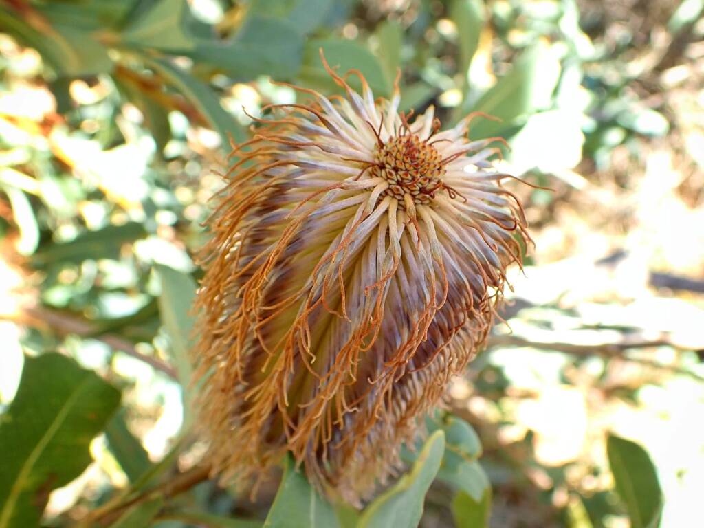 Banksia oreophila (Mountain Banksia), Stirling Range National Park WA © Terry Dunham
