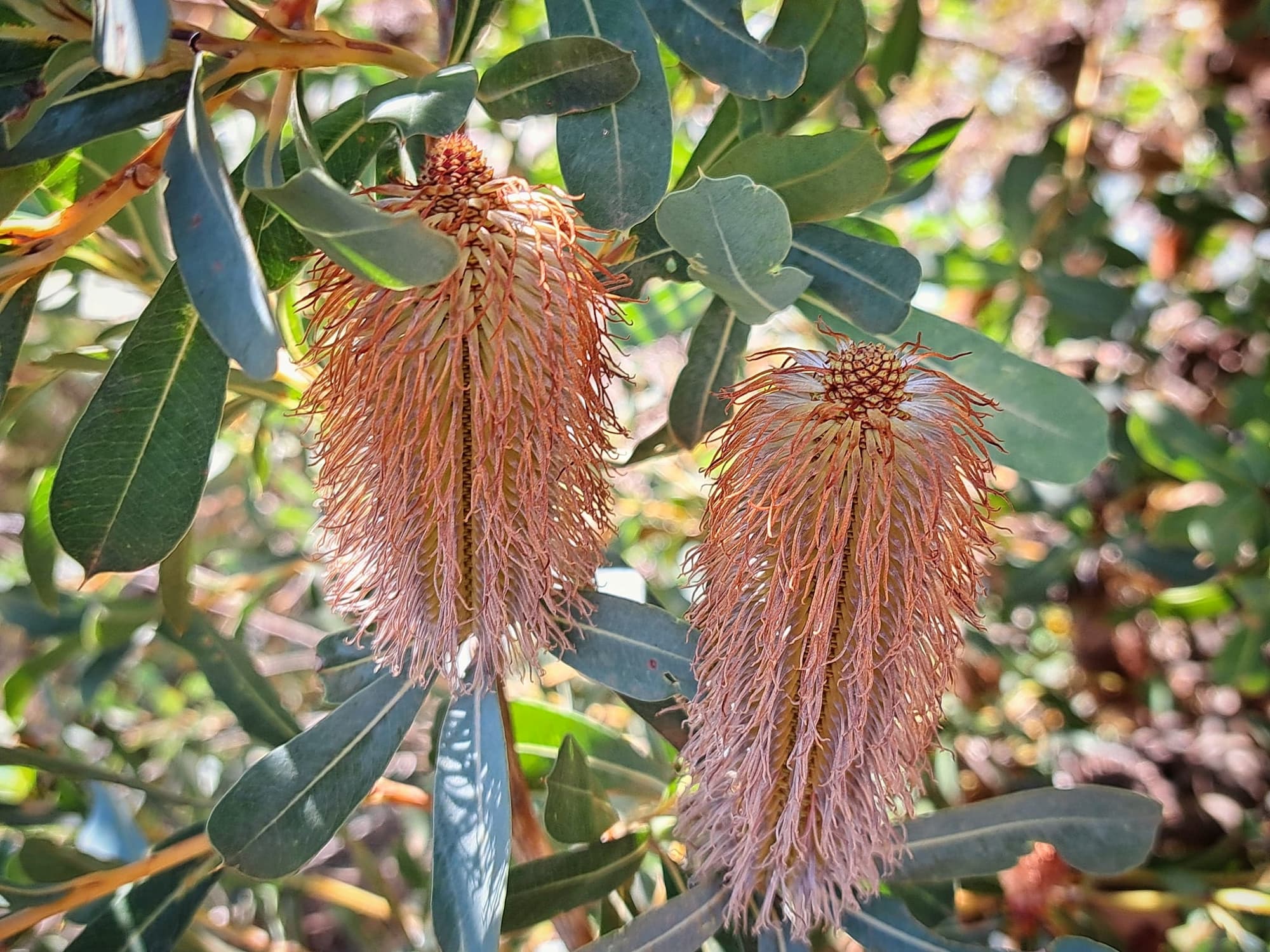 Banksia oreophila (Mountain Banksia), Stirling Range National Park WA © Terry Dunham