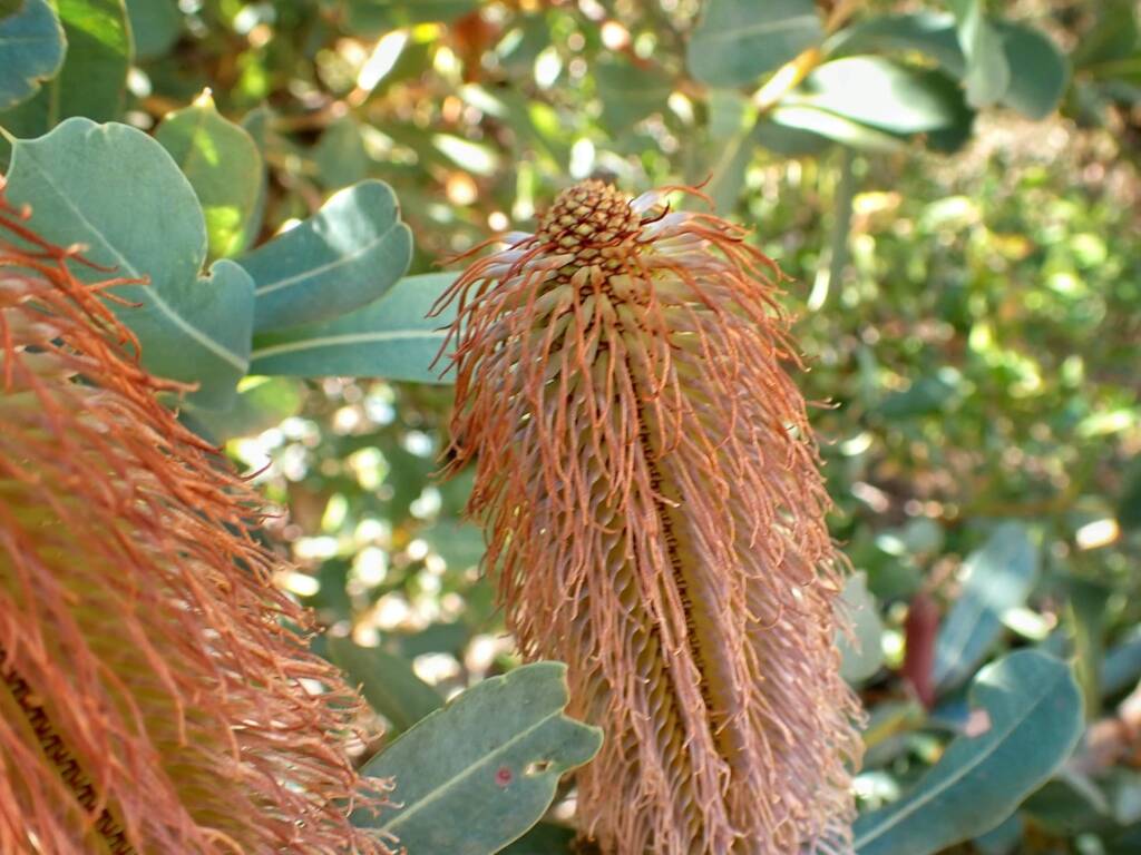 Banksia oreophila (Mountain Banksia), Stirling Range National Park WA © Terry Dunham
