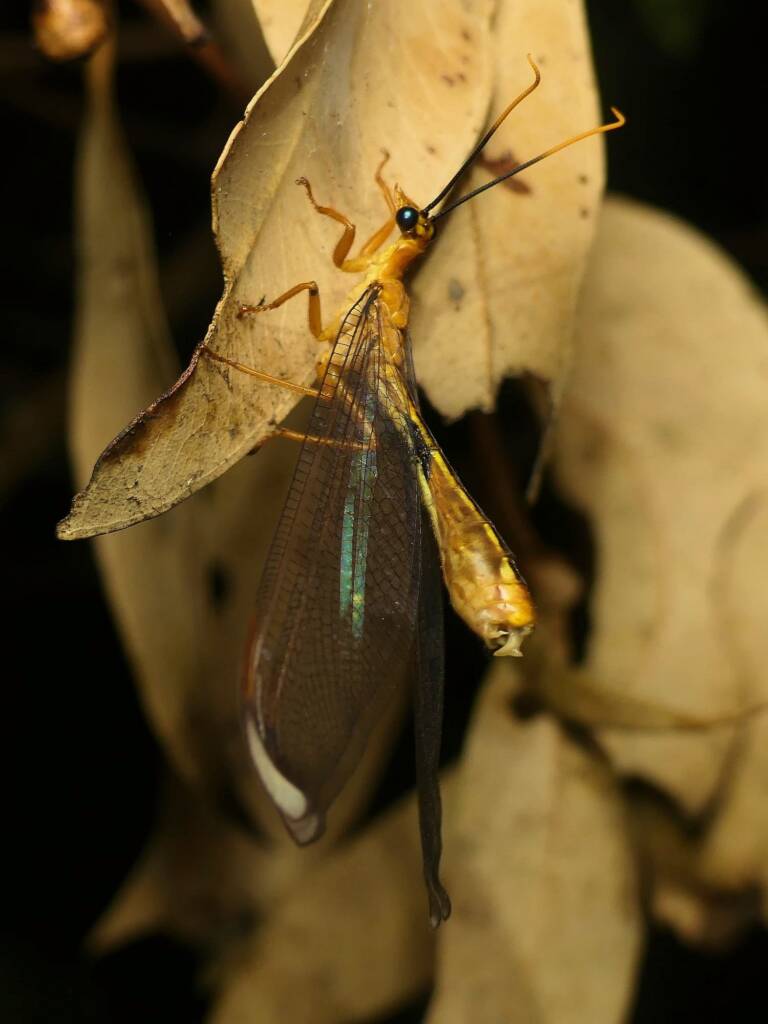 Blue Eyes Lacewing (Nymphes myrmeleonoides), Gold Coast QLD © Stefan Jones