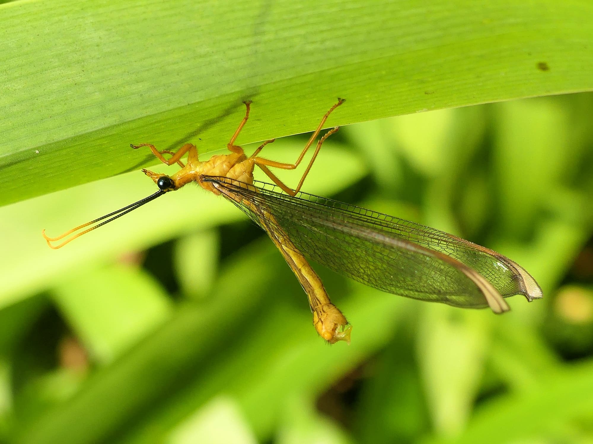 Blue Eyes Lacewing (Nymphes myrmeleonoides), Gold Coast QLD © Stefan Jones