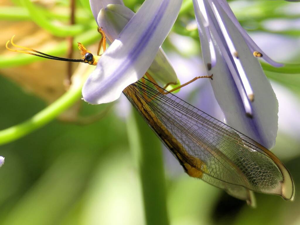 Blue Eyes Lacewing (Nymphes myrmeleonoides), Gold Coast QLD © Stefan Jones