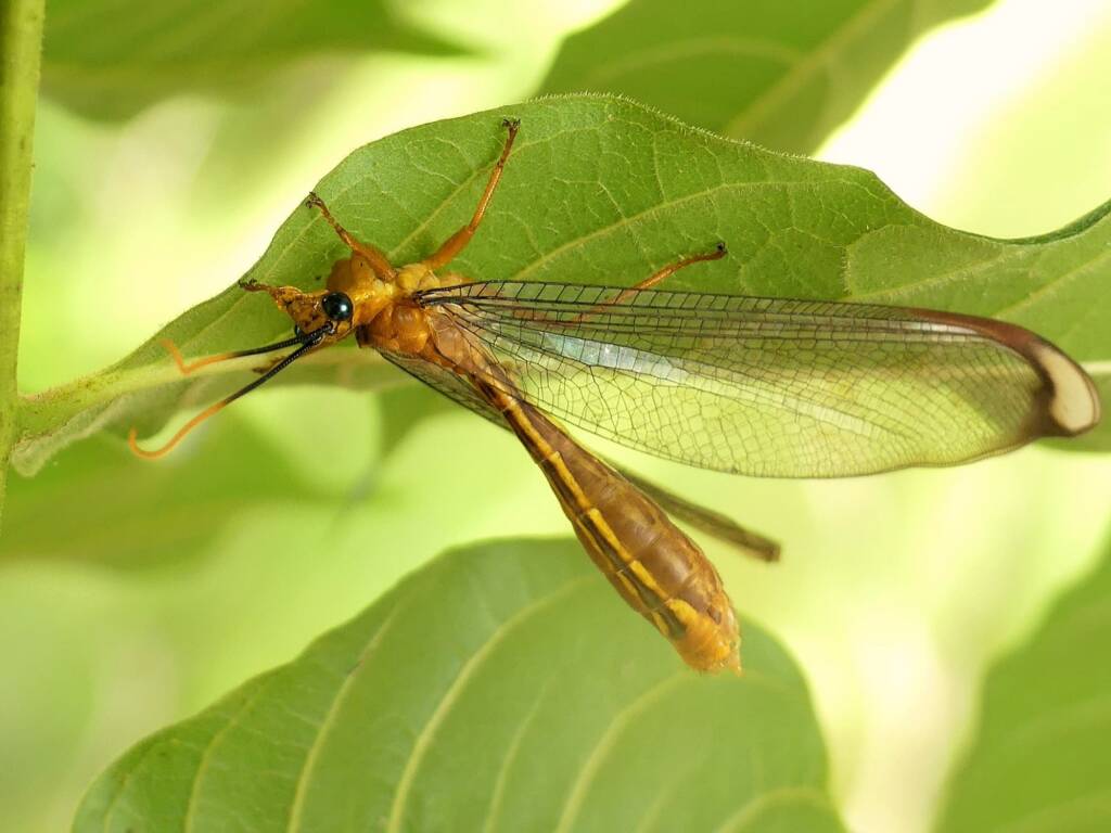 Blue Eyes Lacewing (Nymphes myrmeleonoides), Gold Coast QLD © Stefan Jones