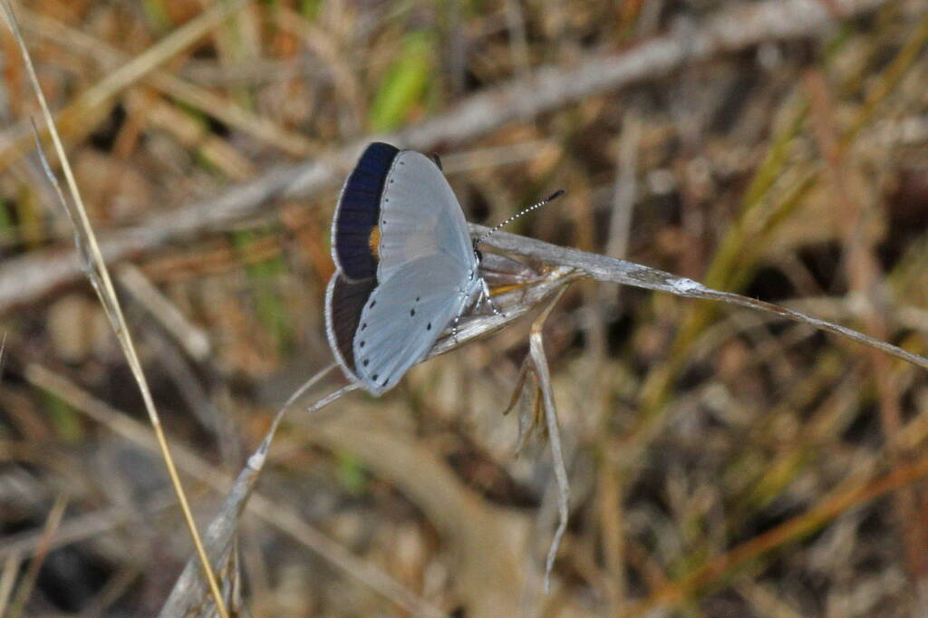 Candalides xanthospilos (Yellow-spot Blue), Warwick QLD © Marc Newman