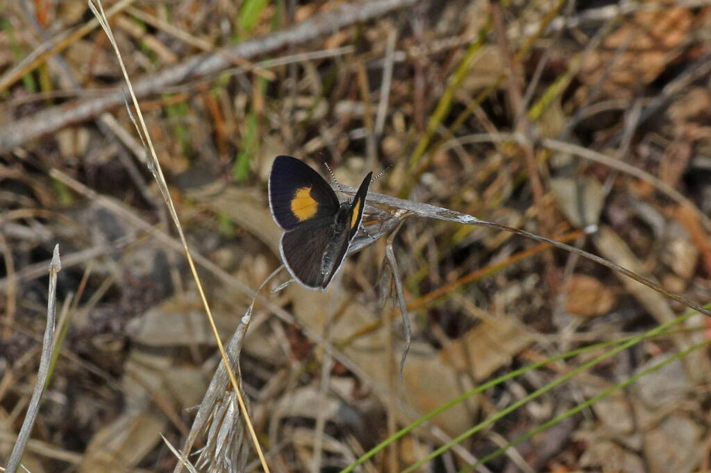 Candalides xanthospilos (Yellow-spot Blue), Warwick QLD © Marc Newman