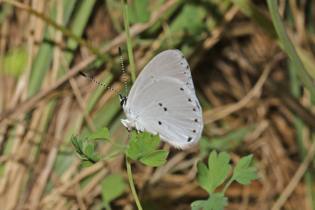 Candalides xanthospilos (Yellow-spot Blue), Ballandean QLD © Marc Newman