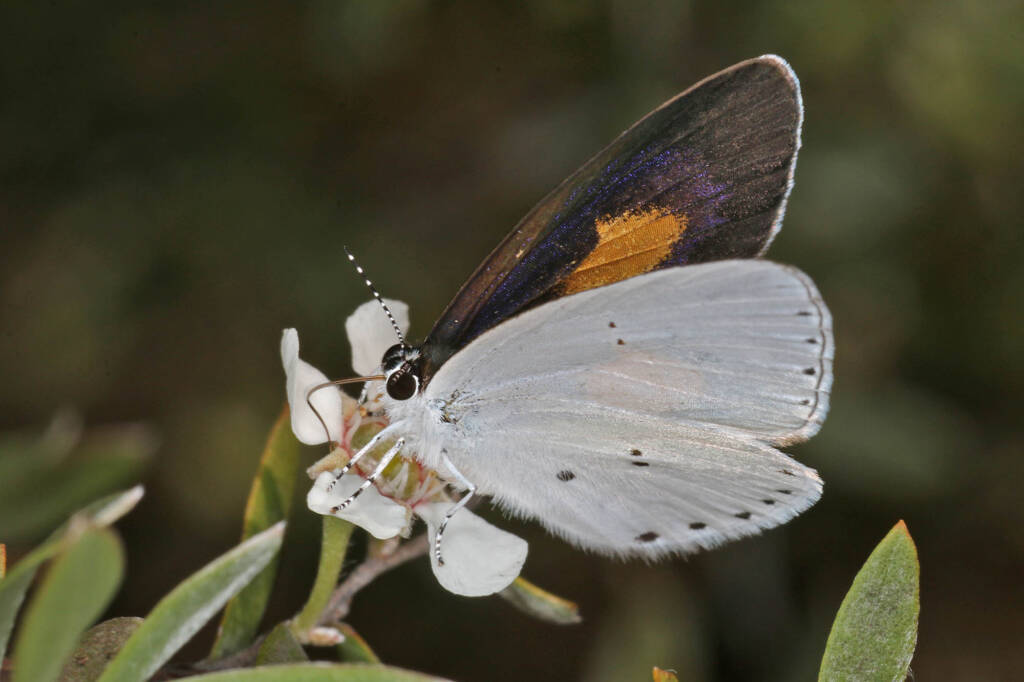 Candalides xanthospilos (Yellow-spot Blue), Ballandean QLD © Marc Newman