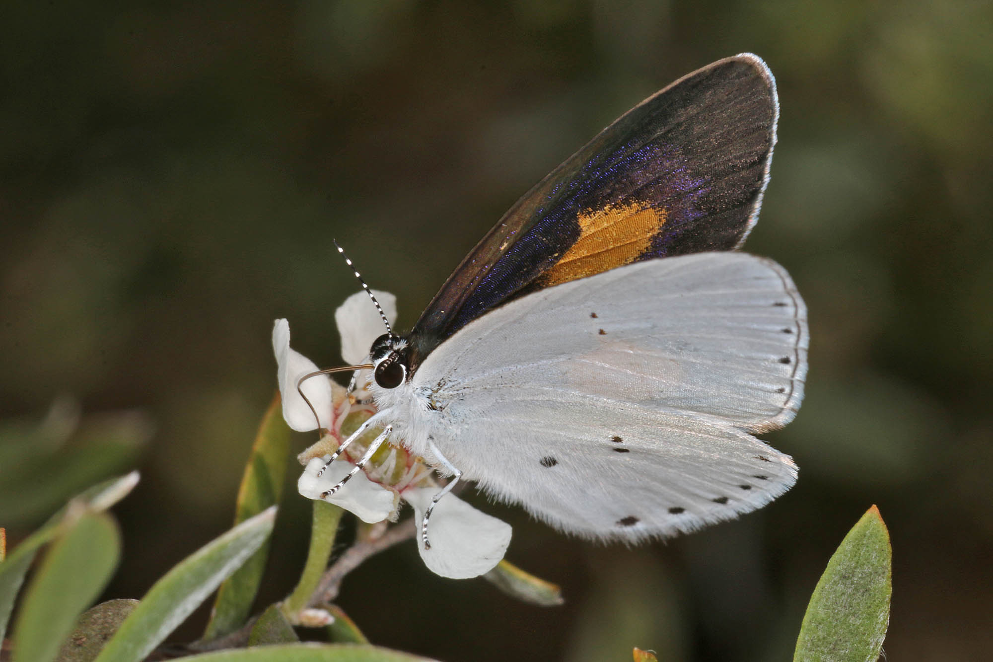 Candalides xanthospilos (Yellow-spot Blue), Ballandean QLD © Marc Newman