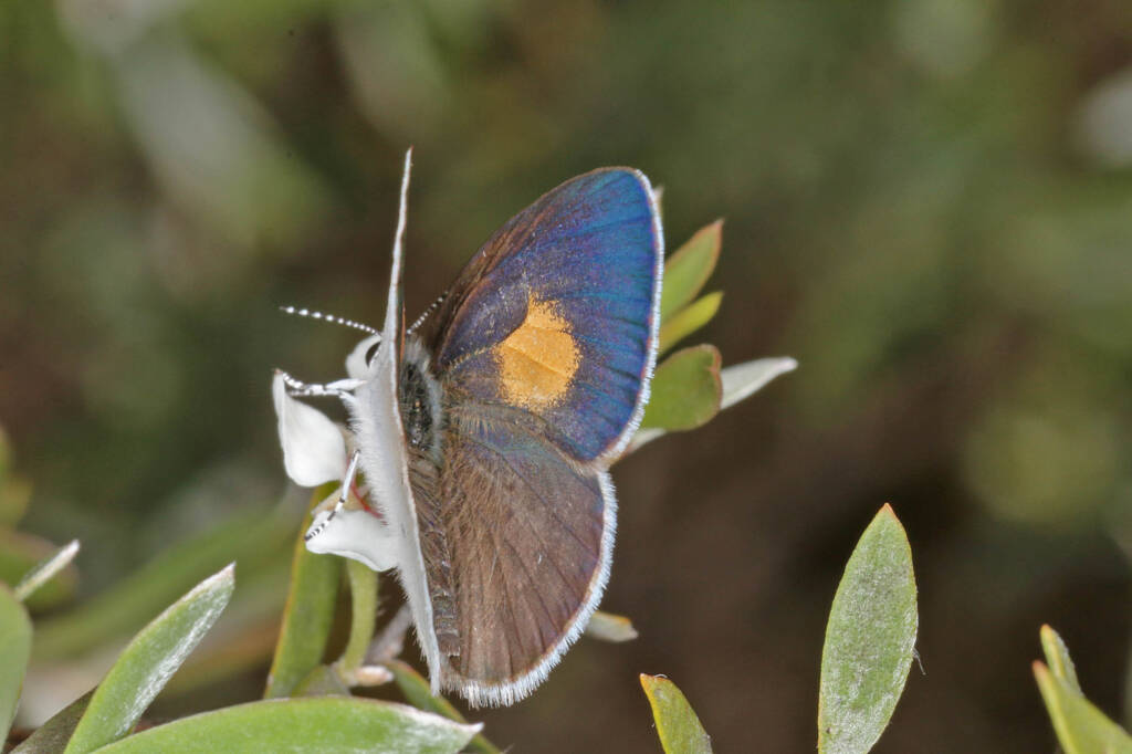 Candalides xanthospilos (Yellow-spot Blue), Ballandean QLD © Marc Newman