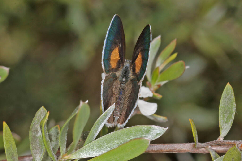 Candalides xanthospilos (Yellow-spot Blue), Ballandean QLD © Marc Newman