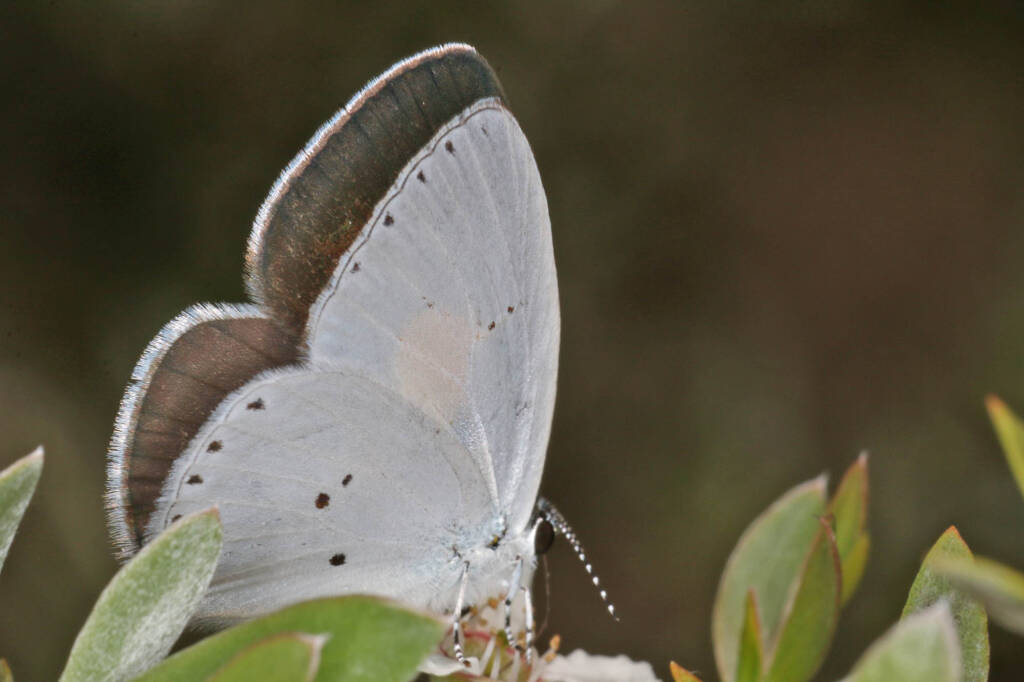 Candalides xanthospilos (Yellow-spot Blue), Ballandean QLD © Marc Newman