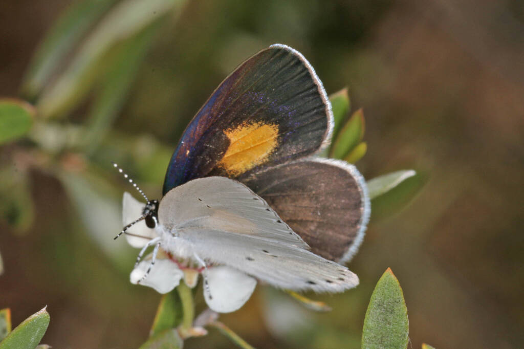 Candalides xanthospilos (Yellow-spot Blue), Ballandean QLD © Marc Newman