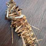 Case Moth, Cowaramup WA © Katherine Royer