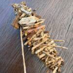 Case Moth, Cowaramup WA © Katherine Royer