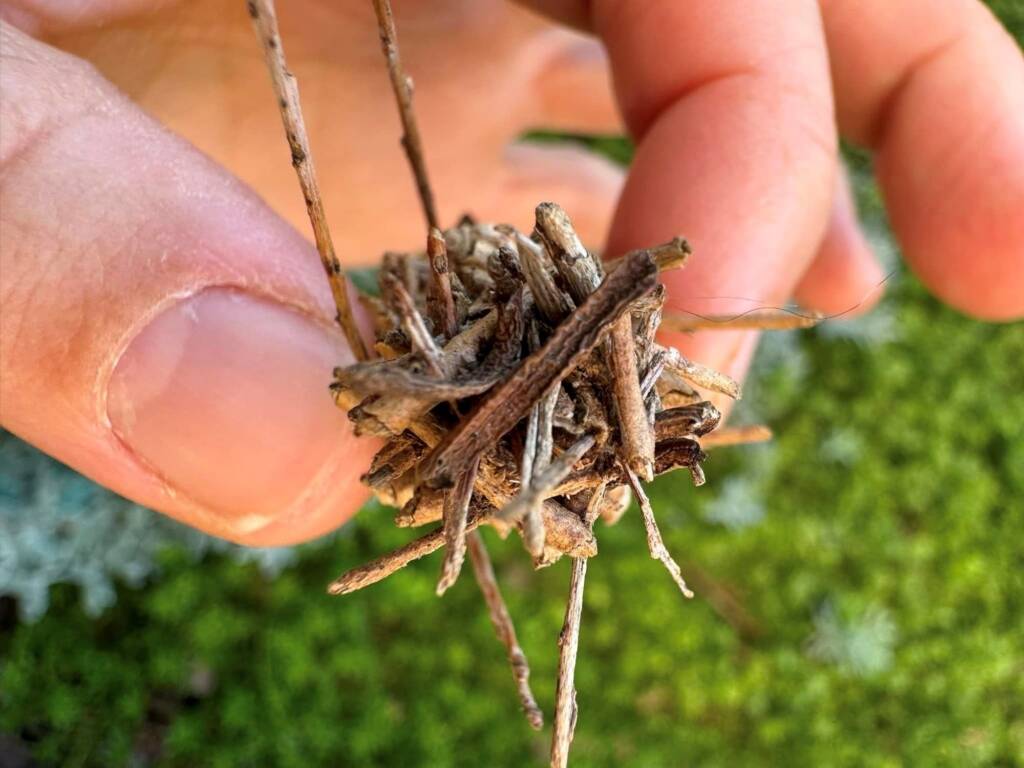 Case Moth, Cowaramup WA © Katherine Royer