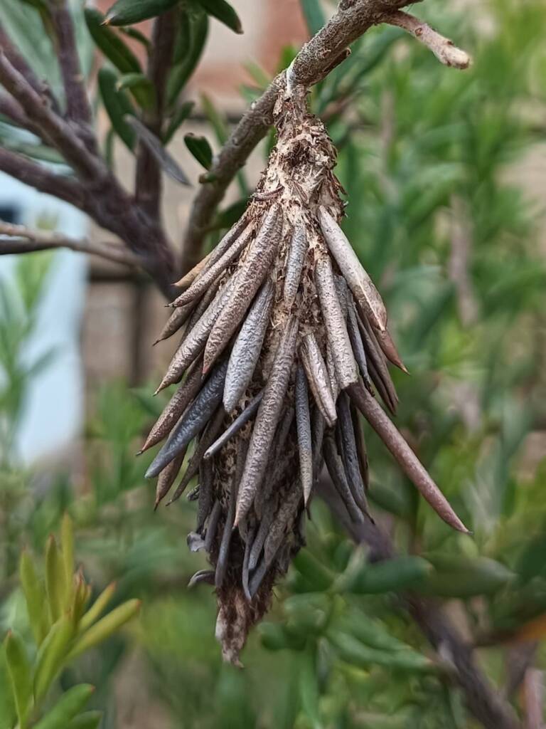 Case Moth on grevillea, Collie WA © Eileen Pearce