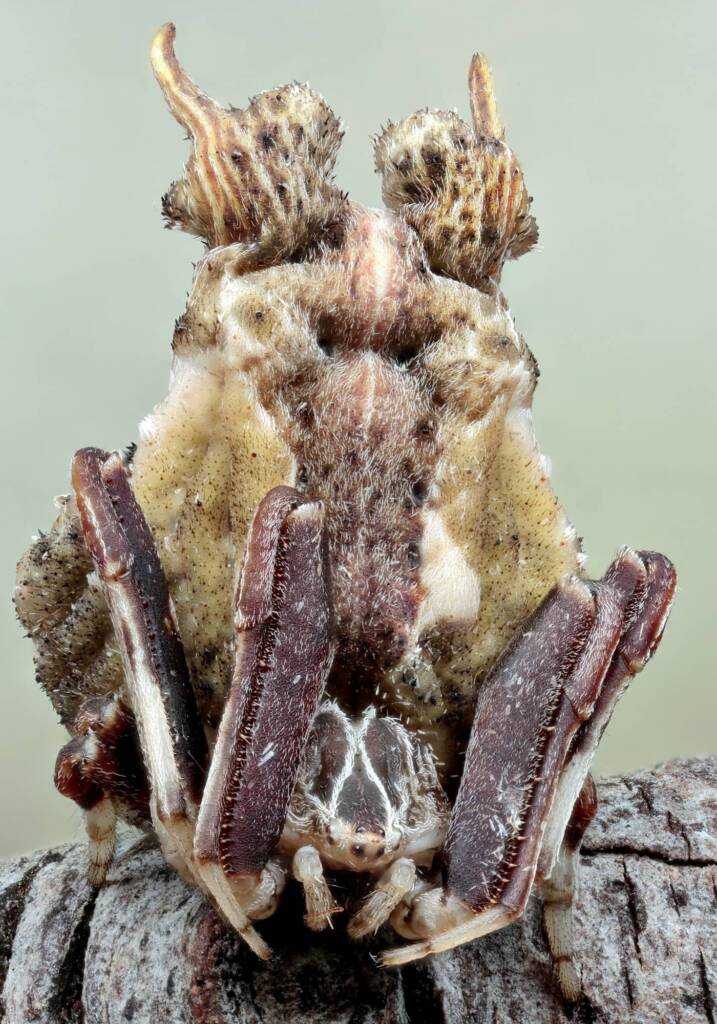 Celaenia sp, Patonga NSW © Michael Doe