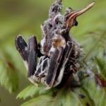 Celaenia sp, Narara NSW © Michael Doe