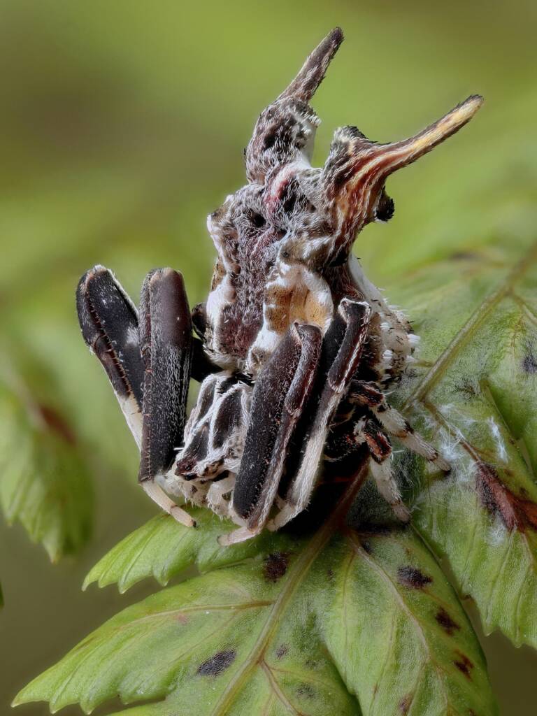 Celaenia sp, Narara NSW © Michael Doe