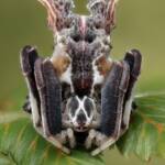 Celaenia sp, Narara NSW © Michael Doe